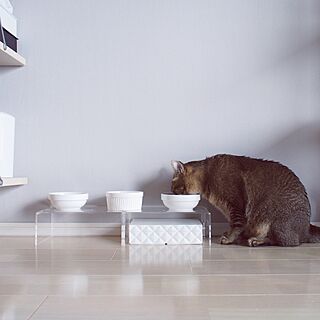 リビング/100均 食器/無印良品 アクリル仕切り棚/猫食台/壁紙DIY...などのインテリア実例 - 2016-04-10 17:30:12