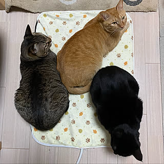 2022.2.22/ペット用ホットカーペット/猫の日/猫と暮らす/猫のいる日常...などのインテリア実例 - 2022-02-22 06:58:16