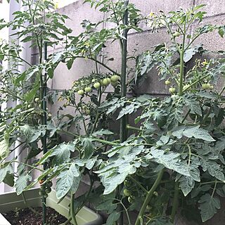 家庭菜園のミニトマト/プチトマト栽培のインテリア実例 - 2017-06-25 14:32:29