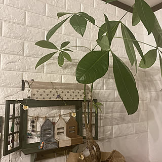 アクセサリー収納/NO GREEN NO LIFE/ボタニカルインテリア/インスタはdainaorei12/botanicaldecor...などのインテリア実例 - 2022-06-26 20:49:51