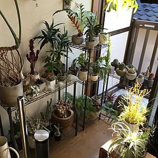 棚/観葉植物/一人暮らし/植物/多肉植物...などのインテリア実例 - 2016-02-05 09:25:04