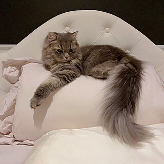 ベッド周り/ネコと暮らす/猫3匹/猫と暮らす家/いやしの空間のインテリア実例 - 2024-03-28 22:02:20