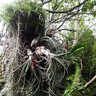 壁/天井/カプトメドゥーサエ/日替わり投稿企画!木曜日/植物/チランジア...などのインテリア実例 - 2017-06-29 19:20:25