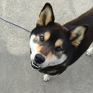 玄関/入り口/わたしの休日のすごし方/犬と暮らす/柴犬の散歩は１日２回/納豆くんです...などのインテリア実例 - 2023-05-28 17:35:54