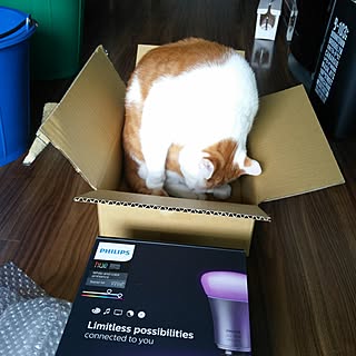 PHILIPS/hue/にゃんこ/箱猫のインテリア実例 - 2016-06-04 10:56:50