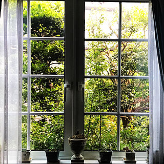 観葉植物/窓辺のインテリア/ベッド周りのインテリア実例 - 2020-05-23 16:33:14