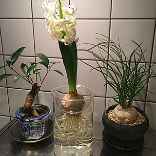 キッチンに植物/グリーンが良いね/ミニ植物と一緒に/良い香り/キッチン向き...などのインテリア実例 - 2022-01-05 10:46:51