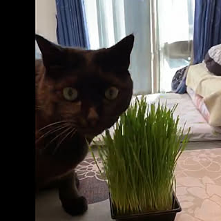 ねこ/ねこ草/猫草/オーガニック/ガーデン...などのインテリア実例 - 2019-01-29 17:11:26