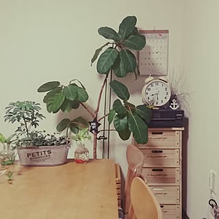 キッチン/グリーンのある暮らし/観葉植物のある部屋/木曜日イベント参加/植物のインテリア実例 - 2017-06-01 08:35:32