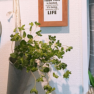 植物/雑貨/一人暮らし/植物のある部屋/リノベーション...などのインテリア実例 - 2019-04-12 00:44:32