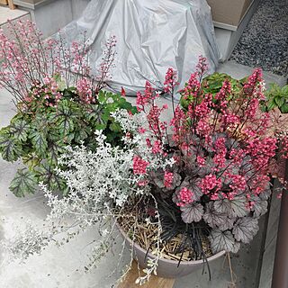 玄関/入り口/感謝です♡/お花のある暮らし/ねこのいる日常/いいねと、フォローの押し逃げすみません！...などのインテリア実例 - 2023-05-30 12:38:55