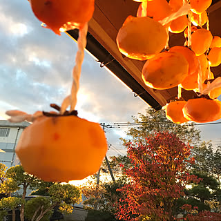 秋空/紅葉/山法師/干柿/お庭...などのインテリア実例 - 2022-10-31 12:56:09