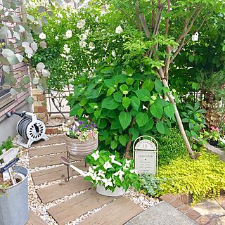 玄関/入り口/アジサイ/ガーデン雑貨/ヤマボウシの花/植物のある暮らし...などのインテリア実例 - 2017-06-04 10:49:05
