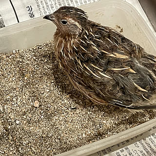 ウズラ/閲覧していただいた方に感謝♪/高齢者と暮らす/うさぎとオカメインコ とうずらと暮らす♡/部屋全体のインテリア実例 - 2021-09-25 21:56:02