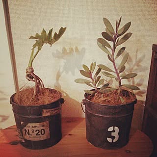 リビング/塗装/植物/100均/DIY...などのインテリア実例 - 2015-06-05 19:48:25