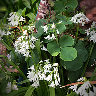 2020.4.16☀️/庭の花＊/春の花*.❁ ∮ ✳︎*/玄関アプローチ/玄関/入り口...などのインテリア実例 - 2020-04-17 00:53:12