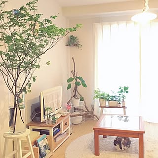 部屋全体/ウンベラータ/無垢の家具/ナチュラル/植物のある暮らし...などのインテリア実例 - 2017-06-26 12:48:48