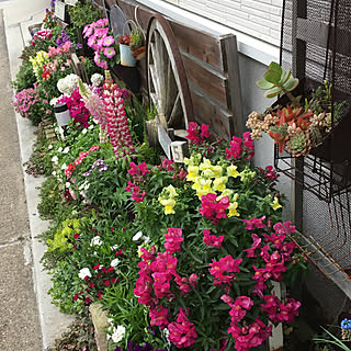 花壇 金魚草のおしゃれなインテリアコーディネート レイアウトの実例 Roomclip ルームクリップ