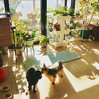 部屋全体/愛犬と暮らす/ワンコは家族♡/植物と暮らす/観葉植物...などのインテリア実例 - 2018-05-22 21:30:56