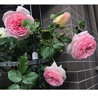 庭/ウッドデッキ/ベランダガーデン/バラが好き/お花のある暮らし...などのインテリア実例 - 2019-05-13 08:53:19