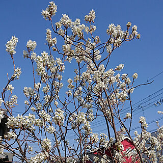 玄関/入り口/ジューンベリーの花/モッコウバラがまだ咲きません/花のある風景のインテリア実例 - 2020-04-09 15:39:50