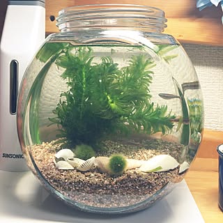 水草 アナカリスのおしゃれなアレンジ 飾り方のインテリア実例 Roomclip ルームクリップ