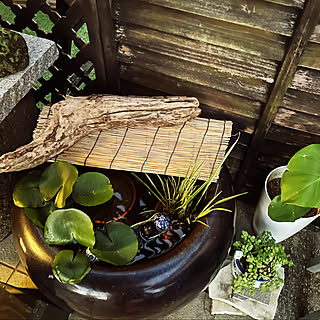 木の根 インテリア  掛軸いれなど 木の根 インテリア 掛軸いれなど