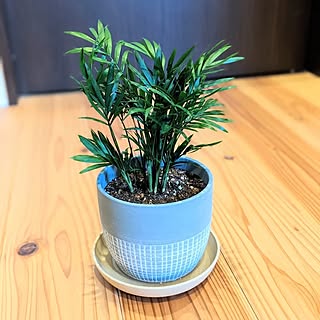 玄関/入り口/ダイソー/購入品/DAISOの観葉植物/観葉植物...などのインテリア実例 - 2023-03-20 16:41:49