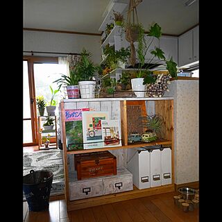 キッチン/ブリキの車/フェイクグリーン/DIY/観葉植物のインテリア実例 - 2017-07-05 15:30:51