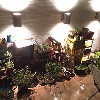 部屋全体/ひかり庭/すのこ棚/多肉植物/サボテン...などのインテリア実例 - 2015-03-07 19:13:33