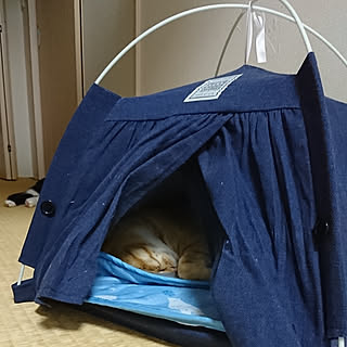 部屋全体/狭小住宅/猫スペース/猫のいる生活/ちらかり放題...などのインテリア実例 - 2020-08-08 23:50:56