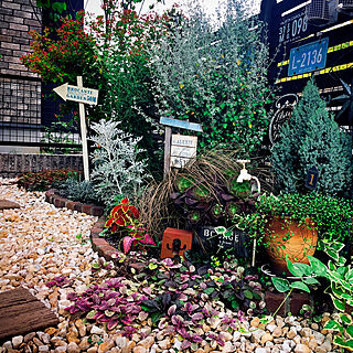 庭が好き/花が好き/庭のある暮らし/庭DIY/庭...などのインテリア実例 - 2020-06-24 21:27:34