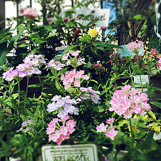 バーベナ花手毬/バーベナ/ガーデニング/花のある暮らし/花のある風景...などのインテリア実例 - 2019-08-04 13:21:08