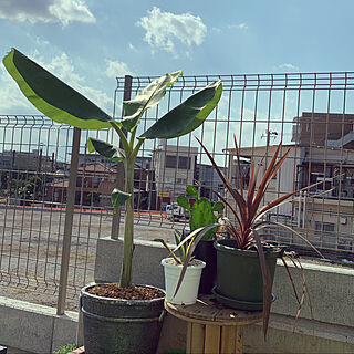 バナナの木/アイスクリームバナナ/ガーデニング初心者/植物のある暮らし/初めての植物...などのインテリア実例 - 2020-08-14 15:16:27