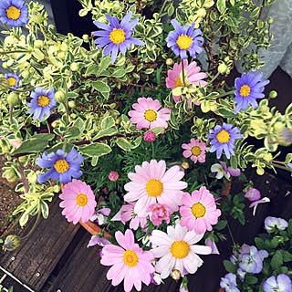 ベッド周り/お花/マーガレット/植物/お庭...などのインテリア実例 - 2015-04-21 09:26:27