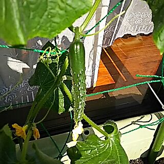 玄関/入り口/夏/グリーンカーテン/植物のインテリア実例 - 2017-06-04 16:31:53