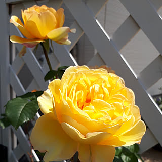 部屋全体/薔薇のある暮らし/5月の庭/お庭のお花♡/しょくぶつのある暮らし...などのインテリア実例 - 2021-05-09 21:29:07
