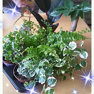 部屋全体/グリーン/植物のインテリア実例 - 2013-10-17 23:04:51