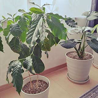 部屋全体/モンステラ/癒やしの空間/おうち時間/観葉植物のある暮らし...などのインテリア実例 - 2024-01-09 15:41:32