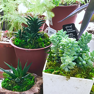 部屋全体/観葉植物大好き❤︎/花と緑のある暮らし/緑ばかりすいません/多肉植物...などのインテリア実例 - 2018-12-11 06:58:16