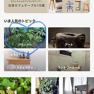 主人が植えてくれたトマトの苗/トマト栽培中/家庭菜園/プランター/いいねと、フォローの押し逃げすみません！...などのインテリア実例 - 2023-05-25 19:03:09