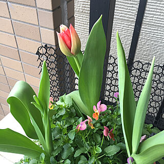 ベランダガーデニング/チューリップ咲きました♡/春が来たよ*/ビオラ/チューリップ...などのインテリア実例 - 2019-03-25 23:09:45