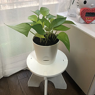 部屋全体/こんな感じです/不安だらけ/植え替えしました(*^^*)/育ってくれるといいですが...などのインテリア実例 - 2018-11-22 21:31:22