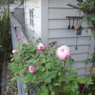 ガーデン/薔薇のインテリア実例 - 2013-05-12 22:45:48