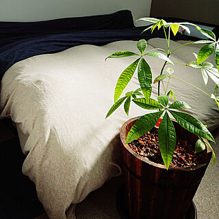 ベッド周り/観葉植物/パキラのインテリア実例 - 2020-03-17 00:07:36