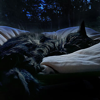 ベッド周り/寝顔/キジトラ猫/寝る前のひととき/ベッド...などのインテリア実例 - 2023-09-15 19:13:21