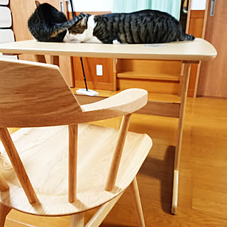 部屋全体/シンプル/猫との暮らし/多頭飼いの家/6ニャン...などのインテリア実例 - 2021-08-22 17:54:14