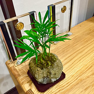 観葉植物のある暮らし/リビングインテリア/観葉植物/チャメドレア/DIY...などのインテリア実例 - 2020-10-09 22:17:21