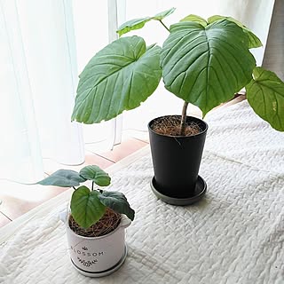 ベッド周り/観葉植物のある暮らし/ウンベラータ/成長記録/ダイソー...などのインテリア実例 - 2023-07-06 16:52:45