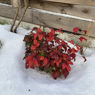 白と赤のコントラスト/雪の下/雪の中/苔庭/南天の紅葉...などのインテリア実例 - 2022-01-17 17:58:04